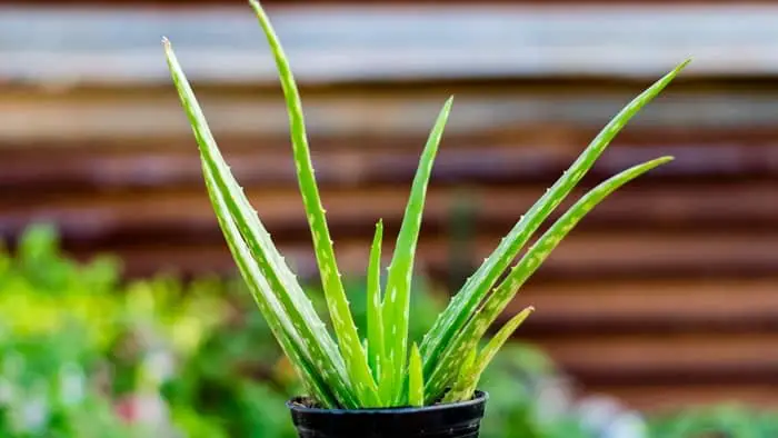  Where can you find aloe vera plants naturally?