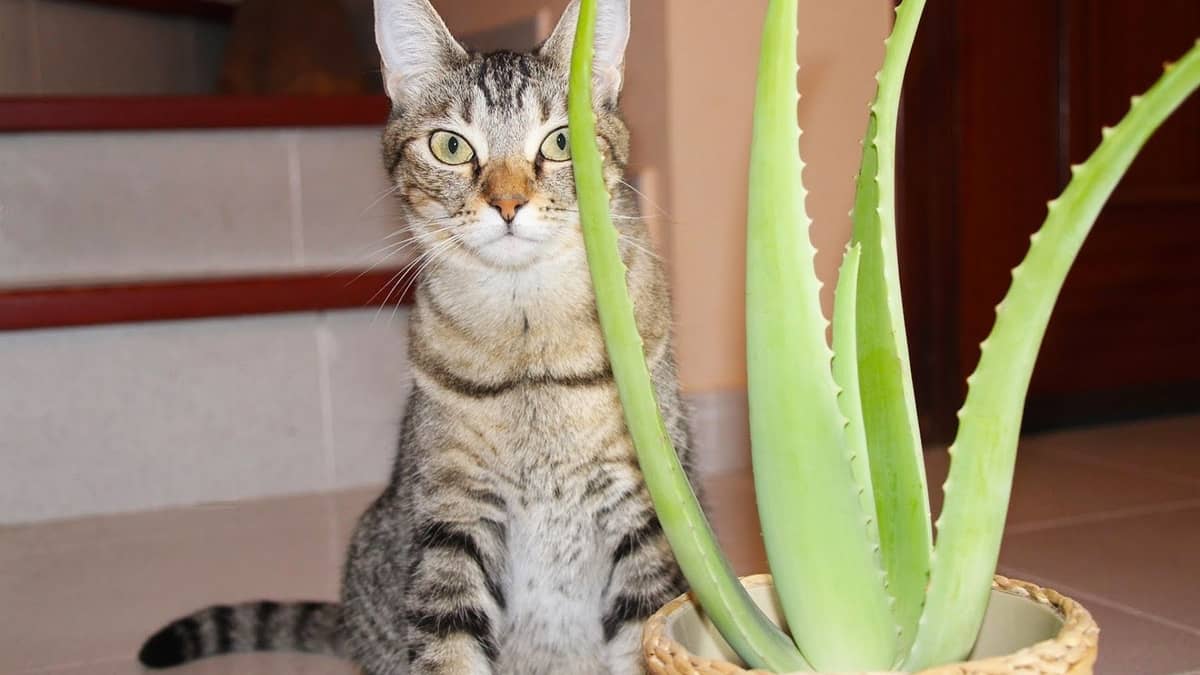 aloe plant and cats