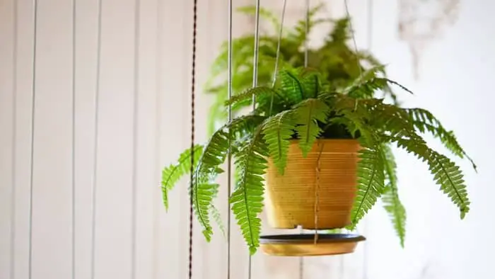  how to make a misting system for plants