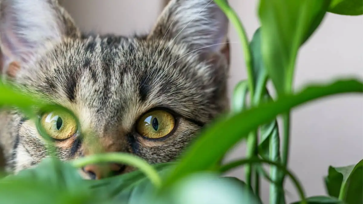 Are Money Trees Toxic To Cats
