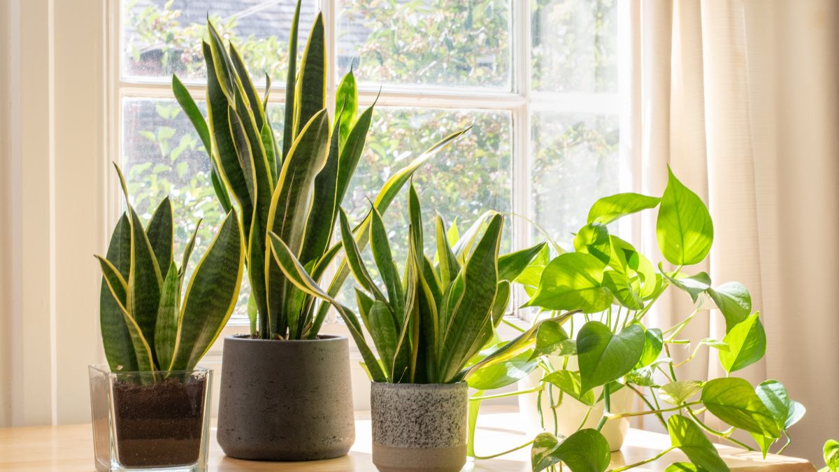 Best Indoor Plants For An Office With No Windows