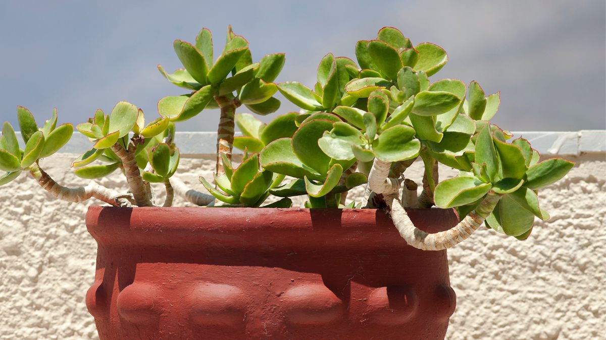 Best Pot For A Jade Plant