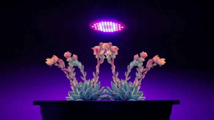  Can succulents survive under fluorescent light?