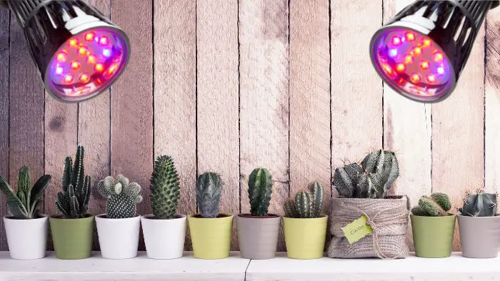  Do succulents need darkness?