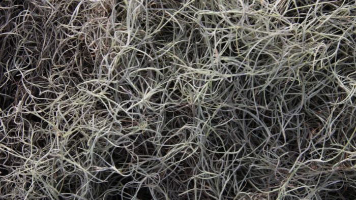  Is Spanish moss good for indoor plants?