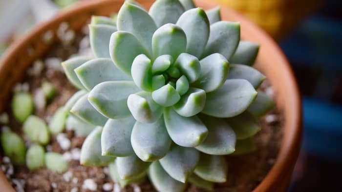  Is it OK to keep succulents at home?