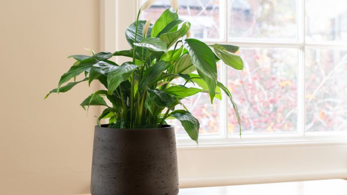  What plants can grow indoors with no light?