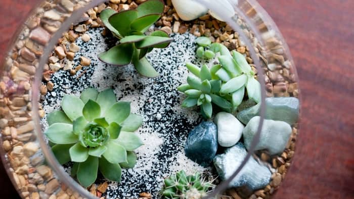  Where should I put succulents in my house?