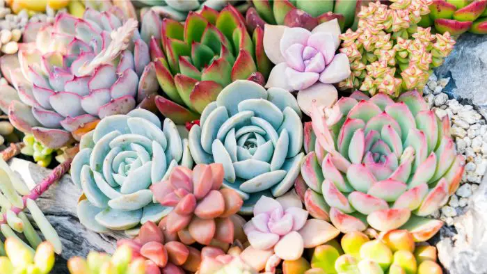  Can I use Miracle Gro on succulents?