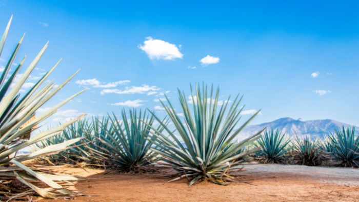  Can agave plants take full sun?