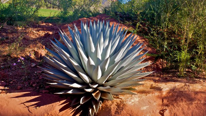  Can blue agave grow in Arizona?