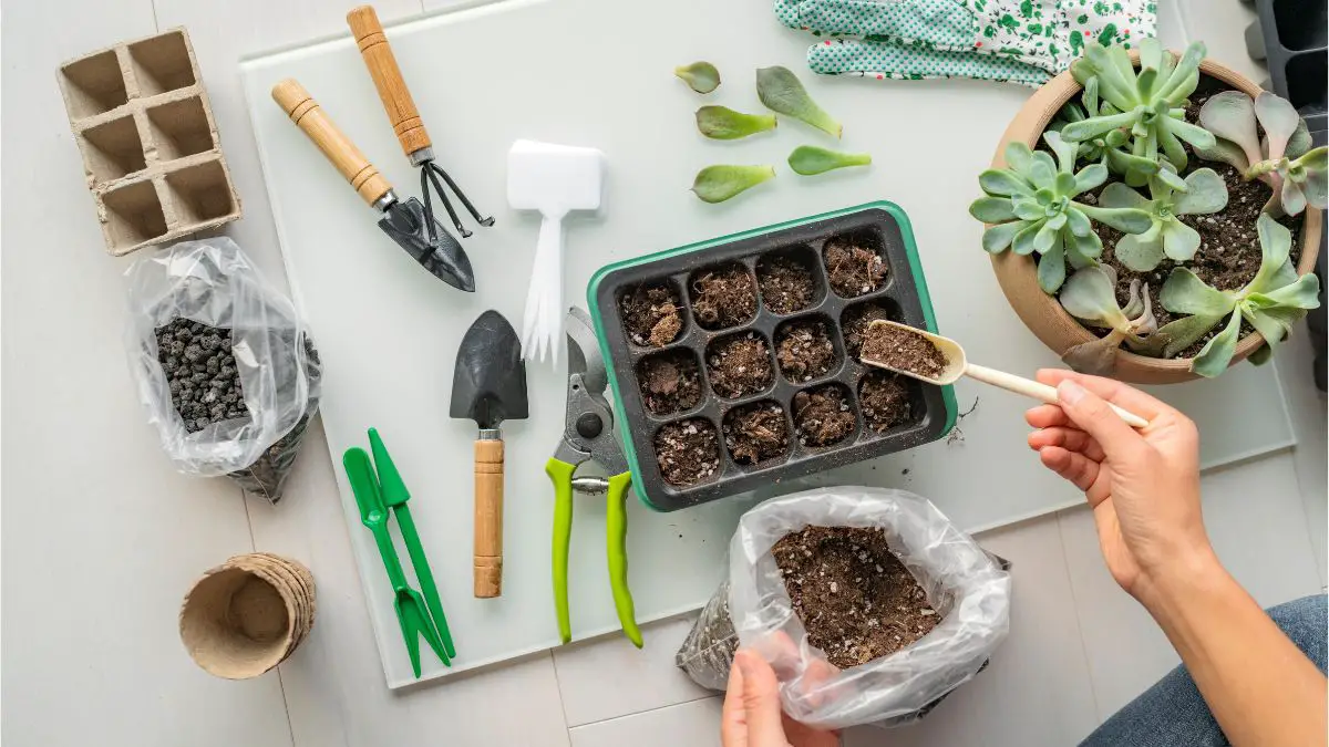 How To Start Succulent Seeds