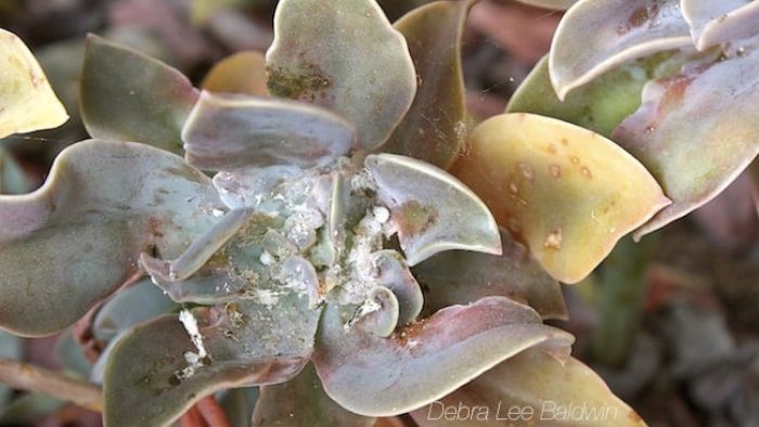  How do you get rid of white fungus on succulents?