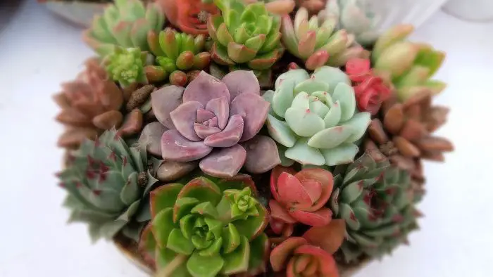  Can I put a succulent in a room with no windows?