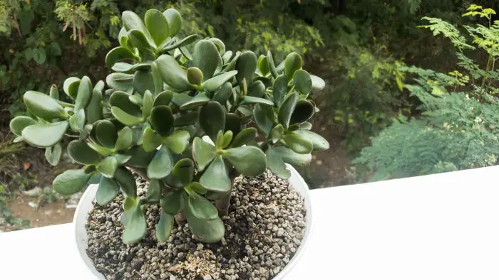  Can a succulent survive in an office without sunlight?