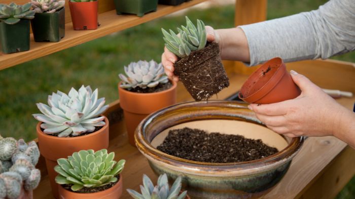  Can you cut off succulent and replant?