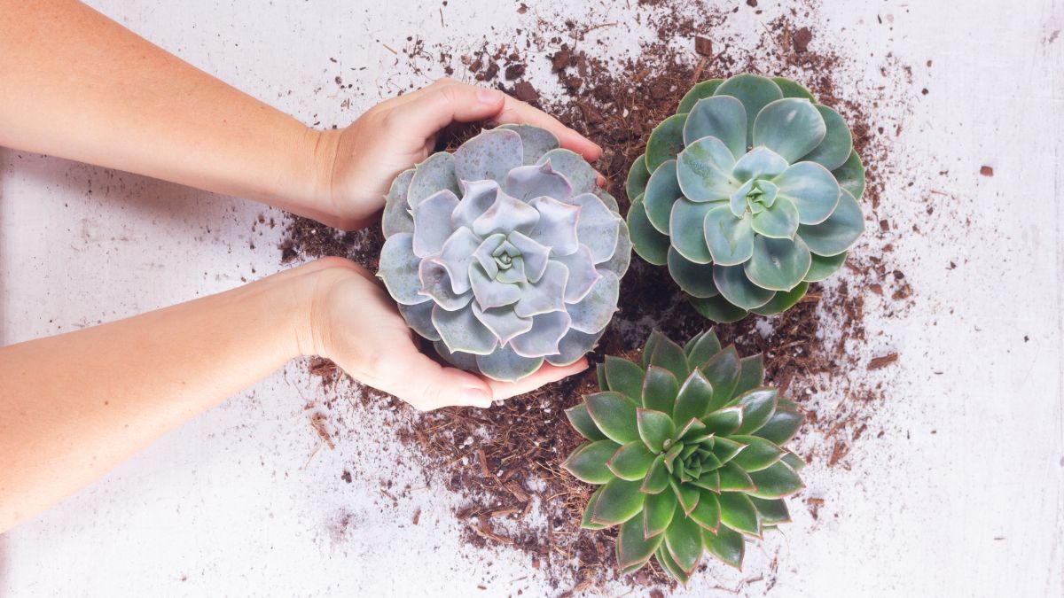 How To Transfer Succulents To Pot