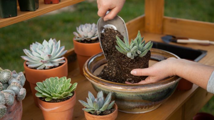  How do you separate and replant succulents?