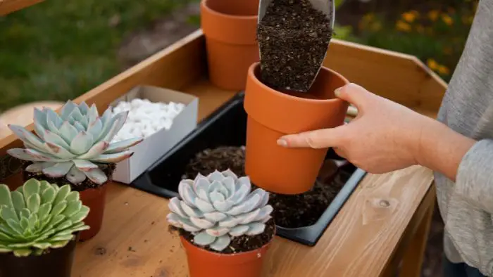  Should succulents be watered after transplanting?