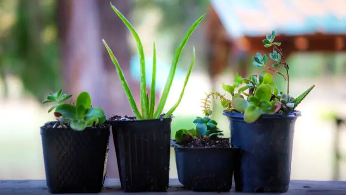  What temperature is best for indoor succulents