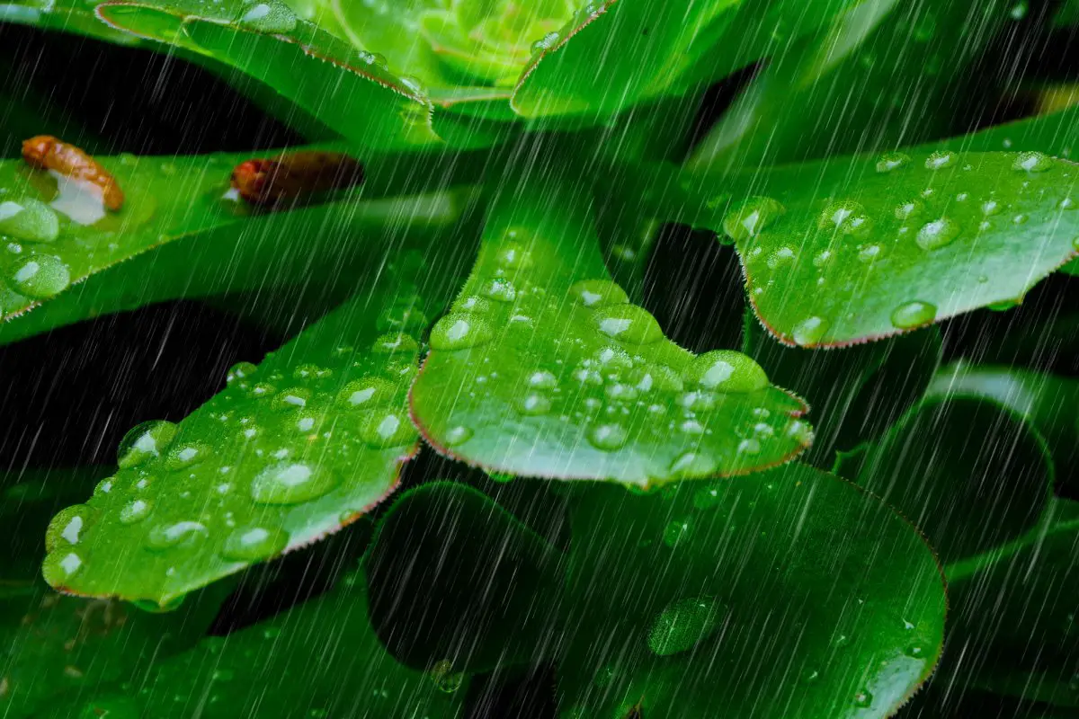 can-you-leave-succulents-outside-in-the-rain-succulents-help