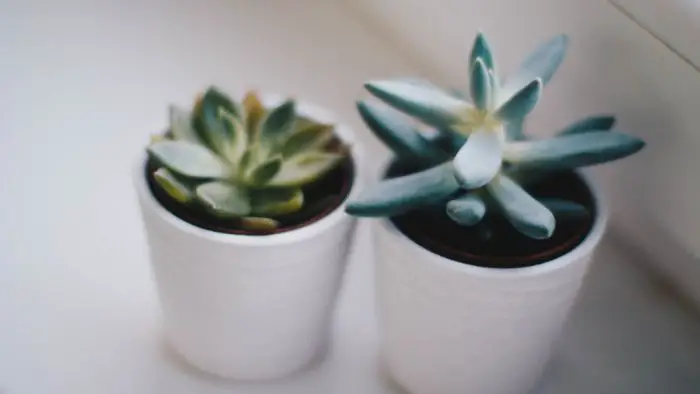  How do you regrow succulent leaves?