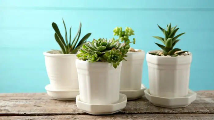  How long does it take a succulent to grow new leaves?