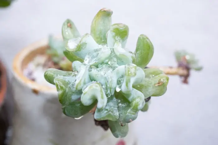 What To Do With Succulents When It Freezes